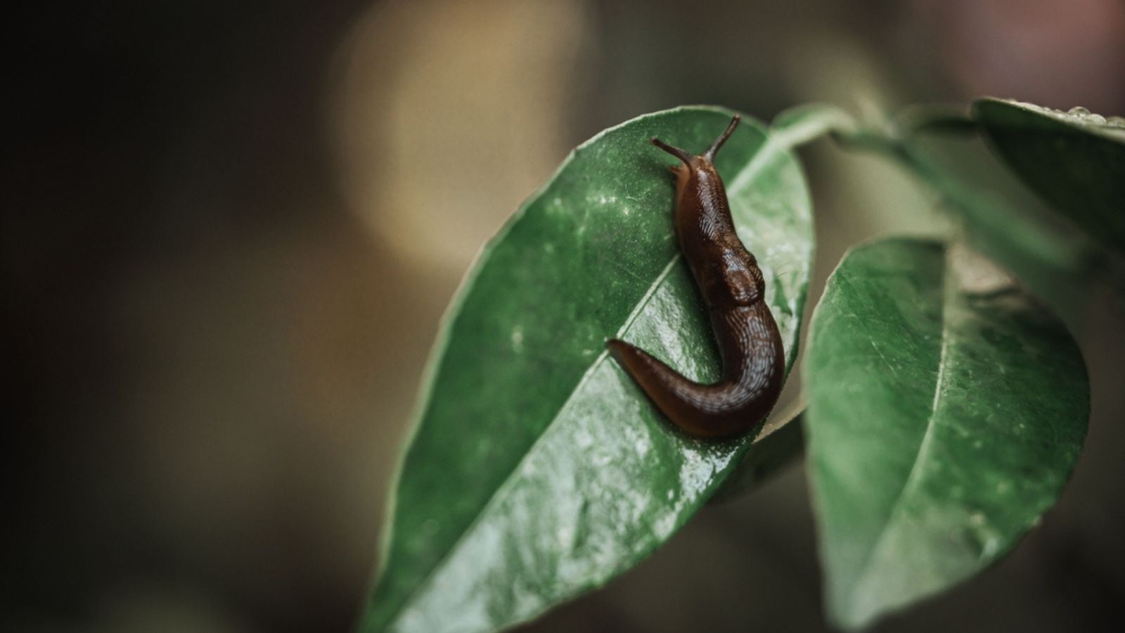 bendy slug on a leaf
