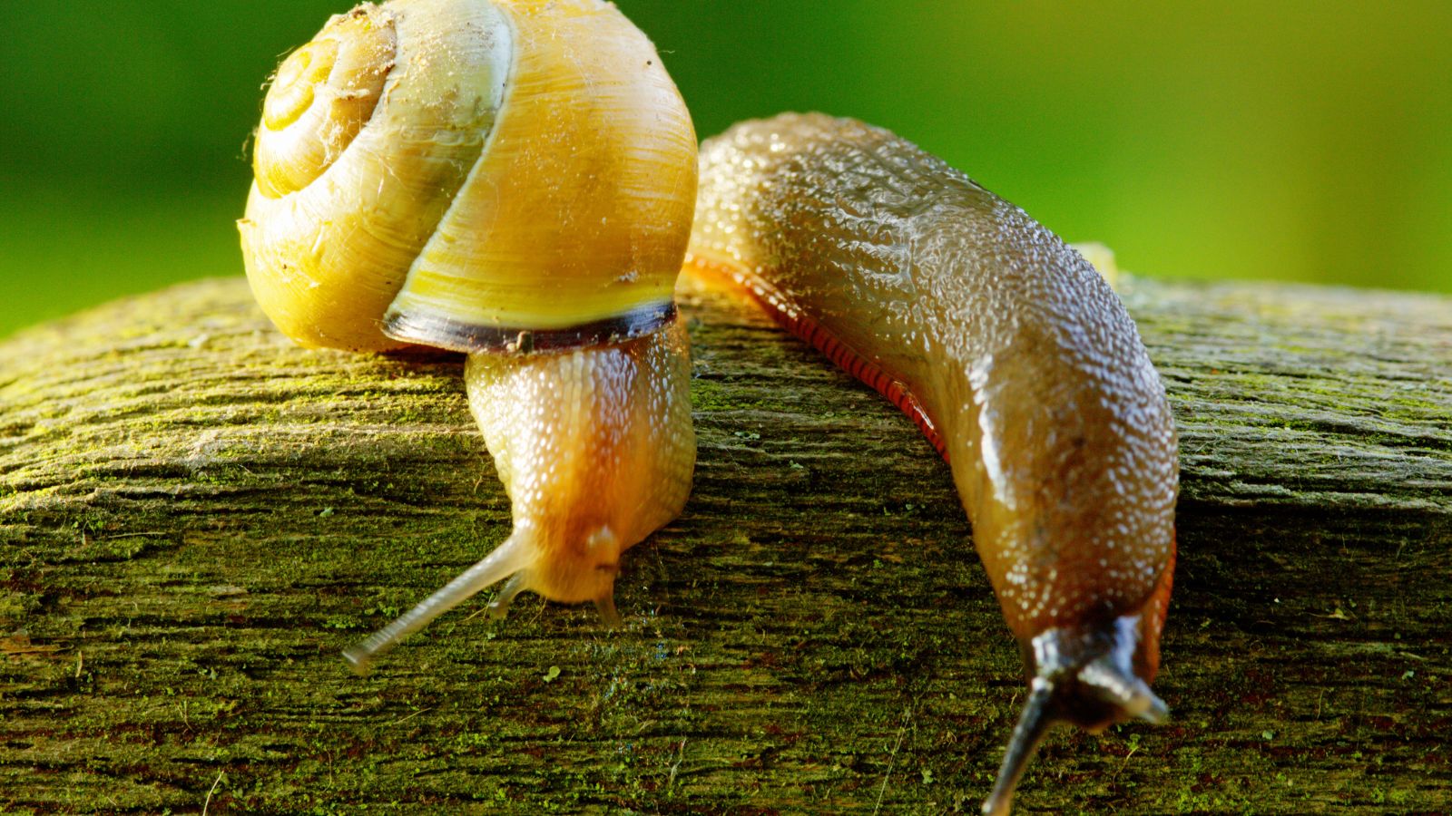 slug and a snail