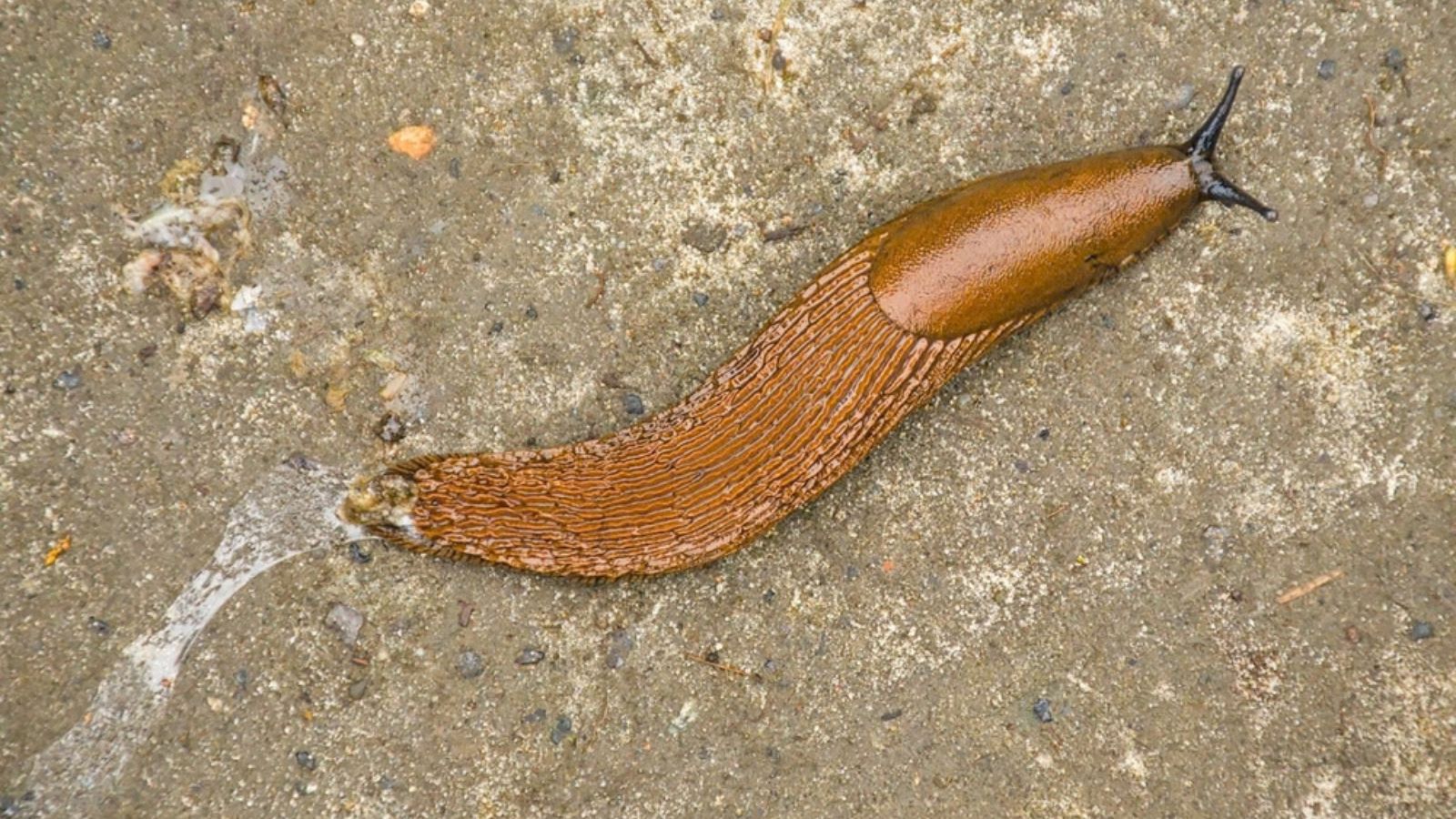slug crawling on the concrete