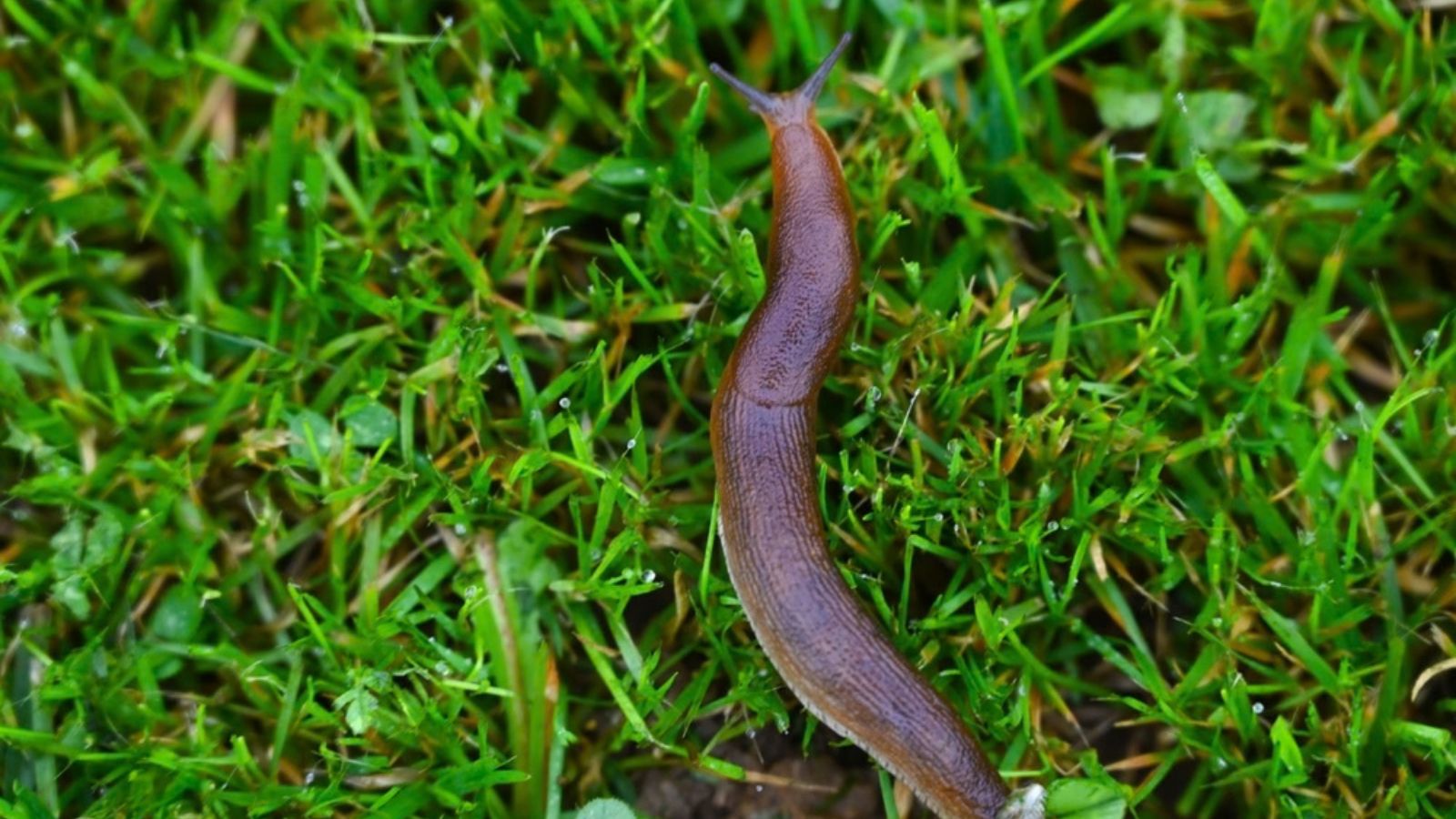 slug crawling on the grass