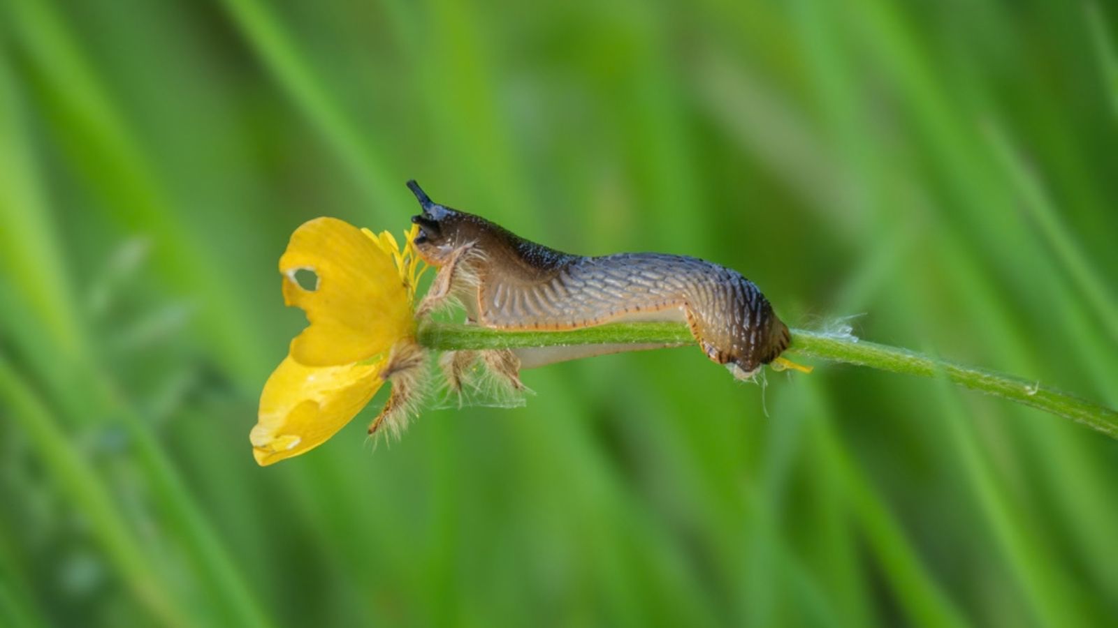 slug eating a buttercup