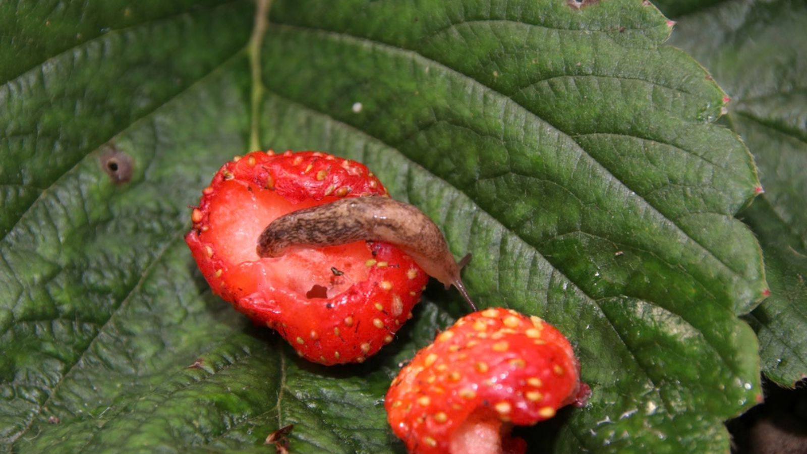 slug eating a strawberry