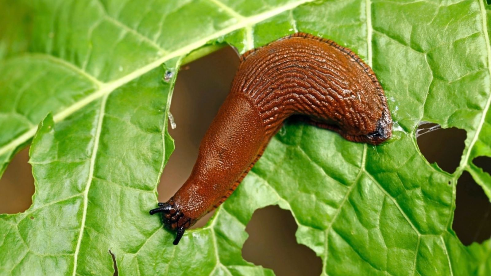 slug eating leaves