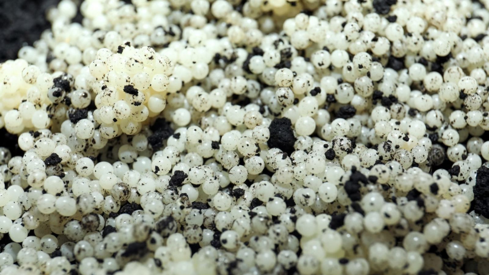slug eggs