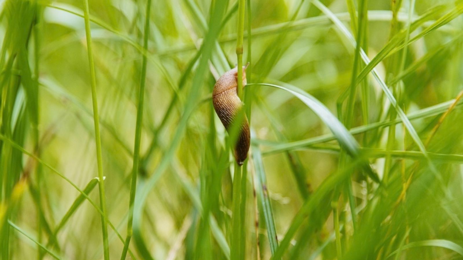 slug on blade of grass