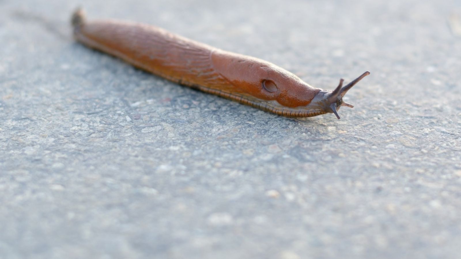 slug on grey wall