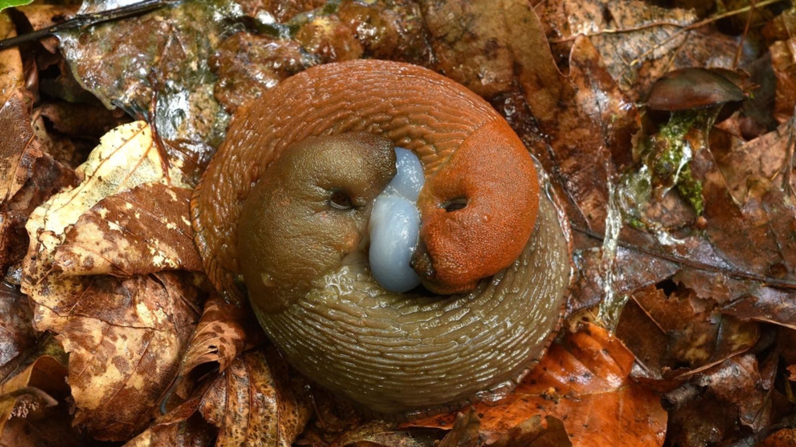 asexual slug