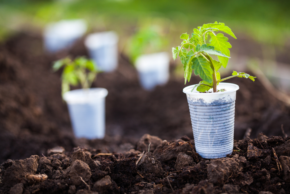 tomato seedlings sitting on pots outside on soil
