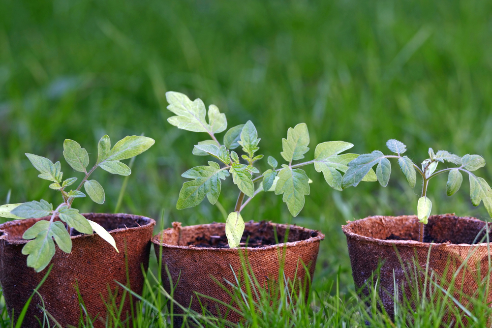 young tomato seedlings outside on grass in pots