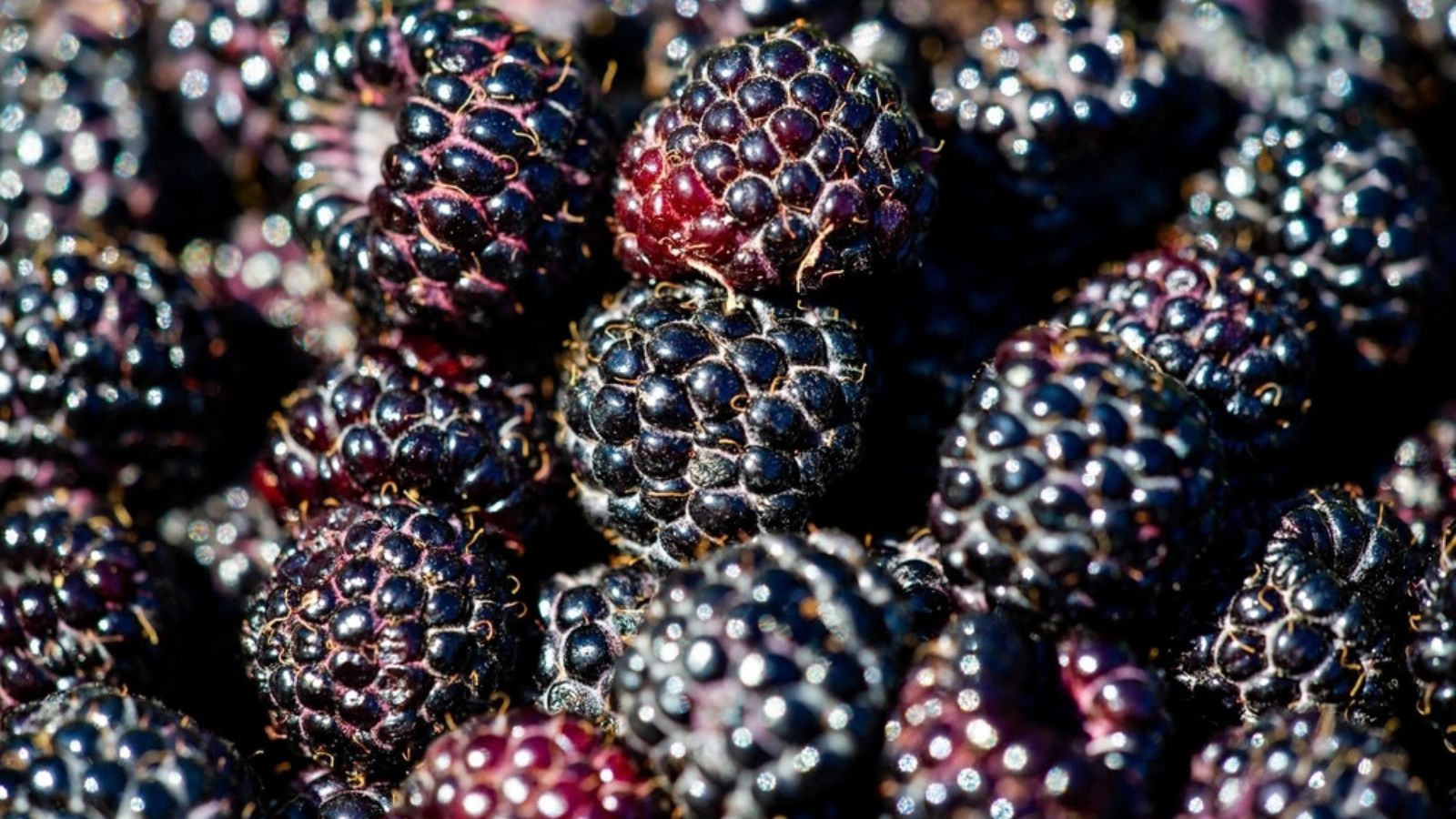 Fresh blackberries from the garden
