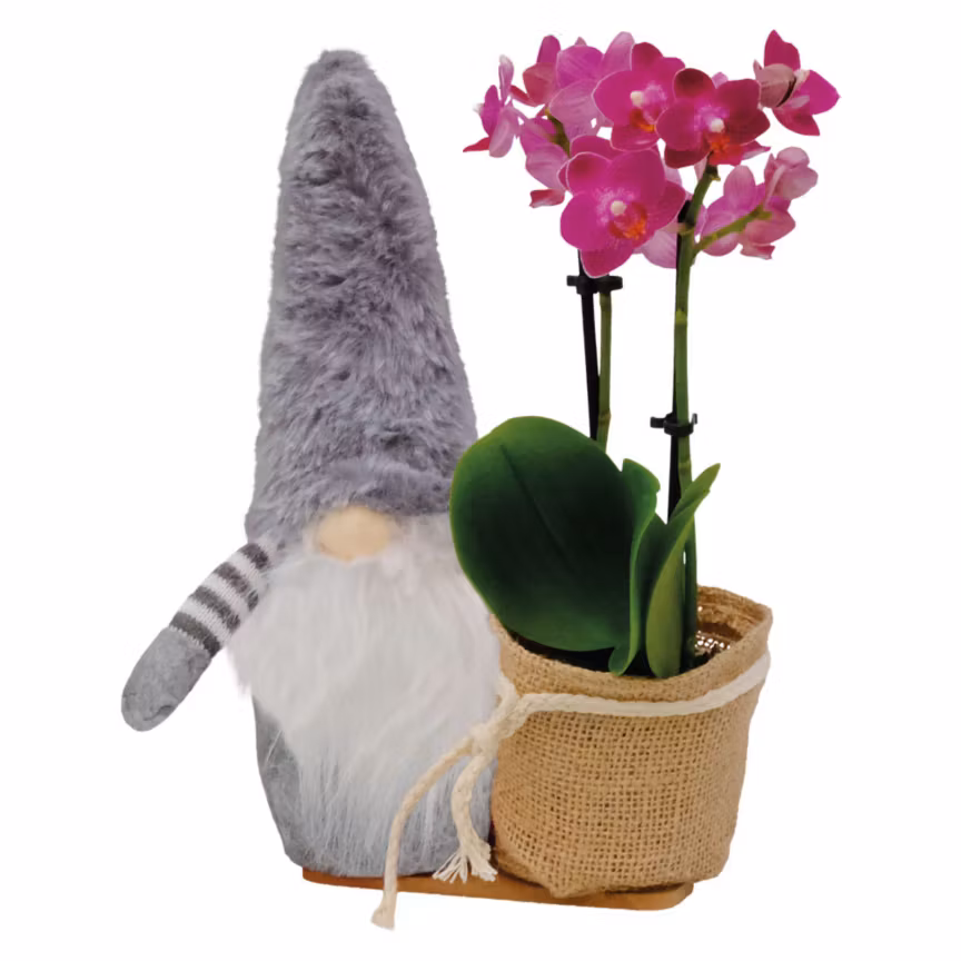 2 Holiday Gnome Orchid