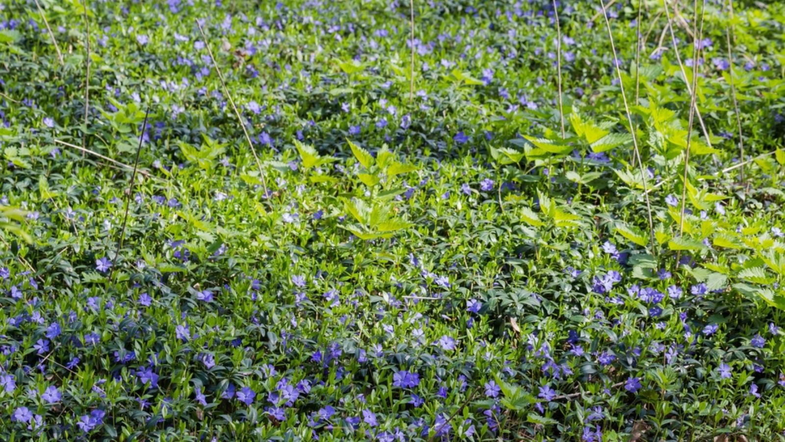 hardy ground cover