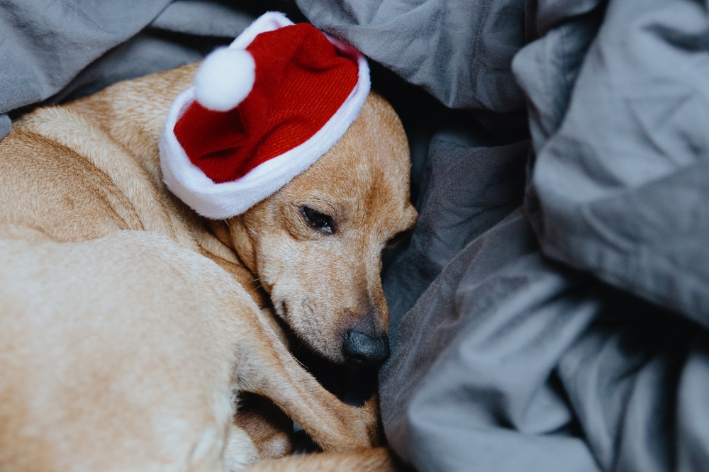 dog ill with Christmas hat on