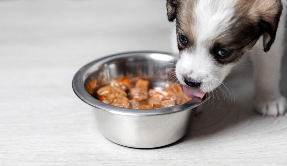 puppy eating from dog bowl