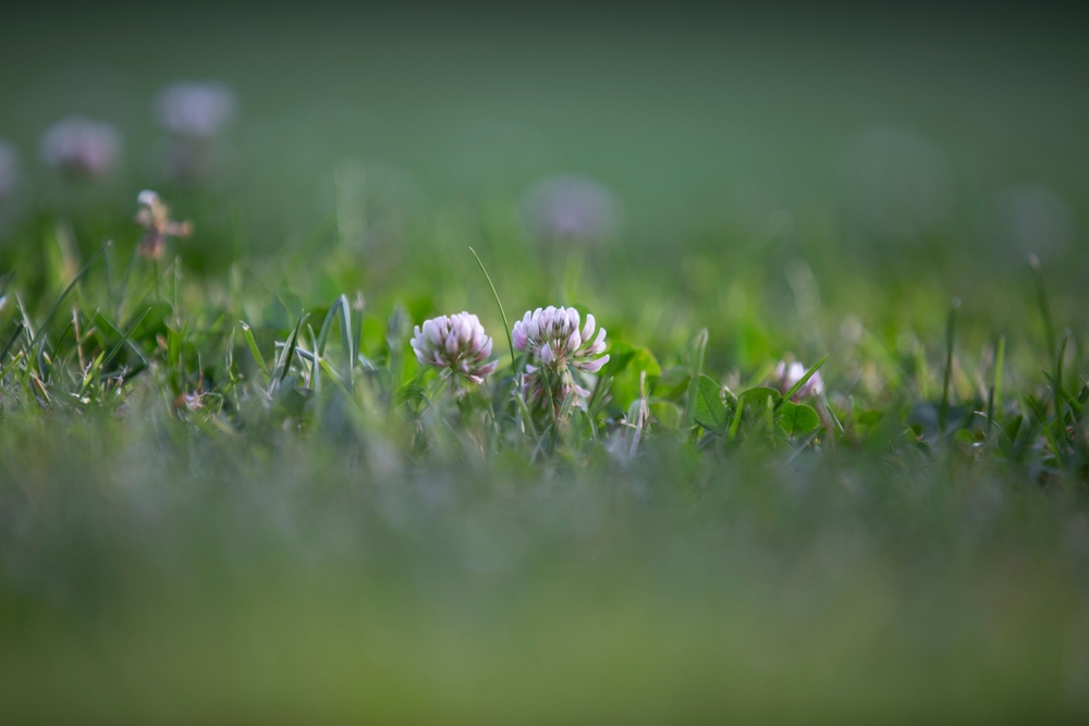 white clover