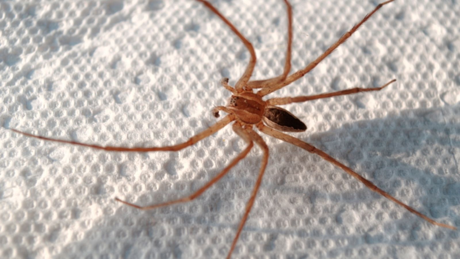 American nursery web spider
