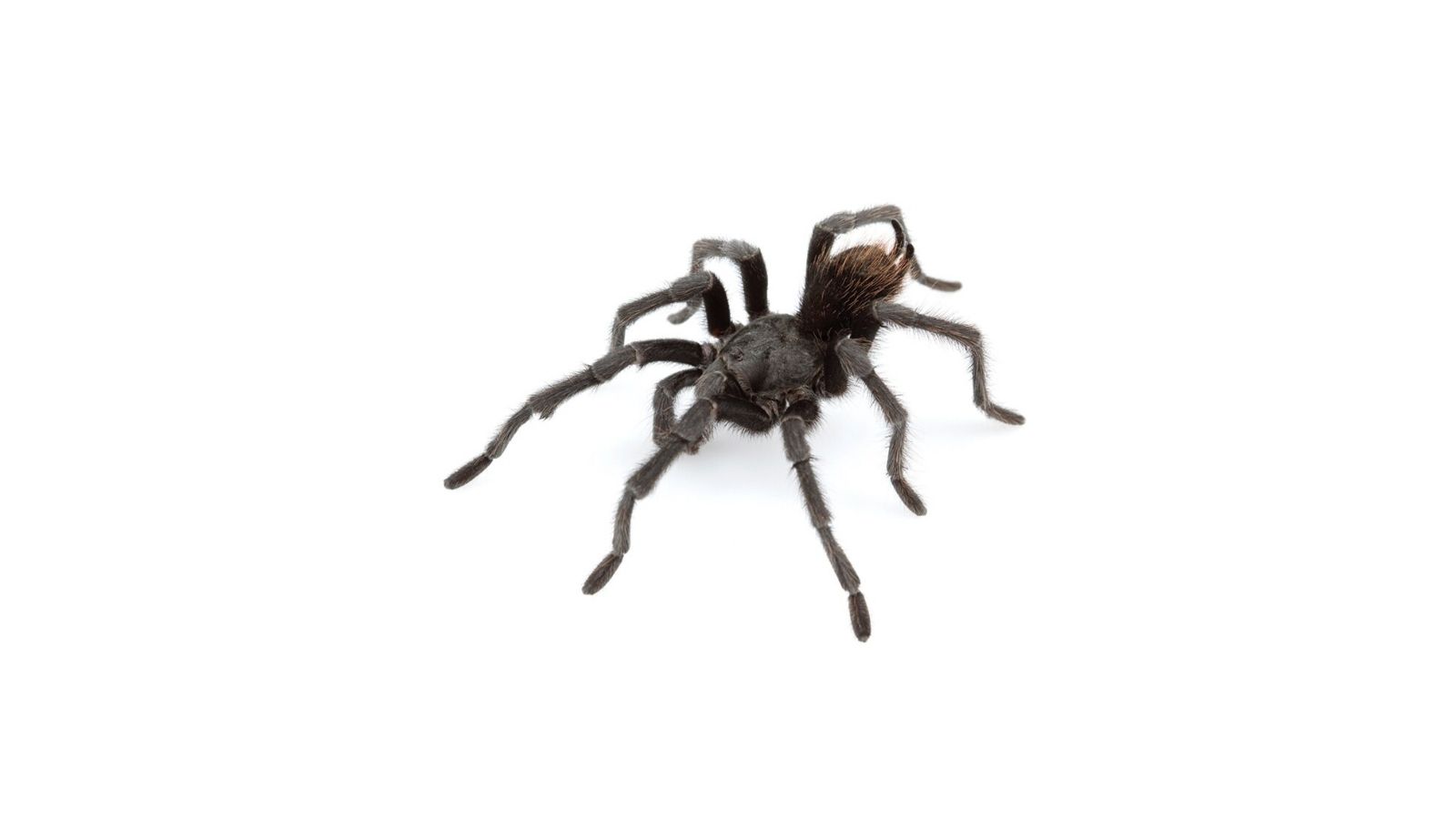Aphonopelma johnnycashi