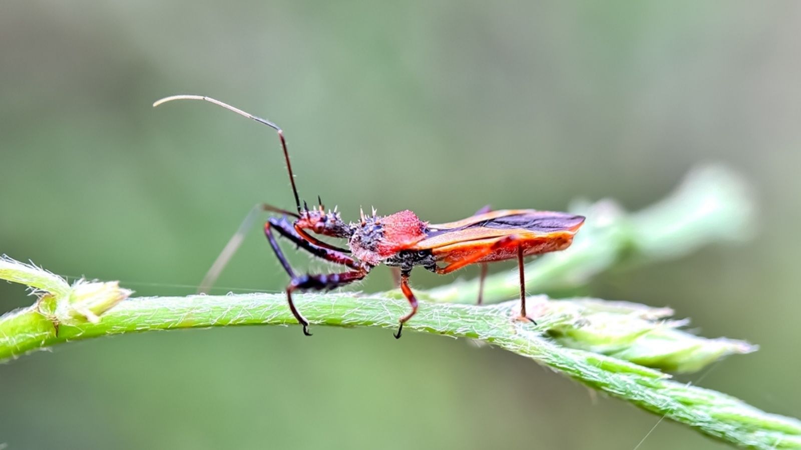 Assassin bug