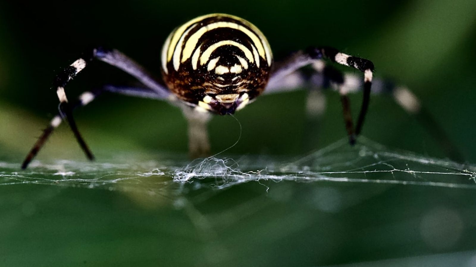 Black and Yellow Garden Spider
