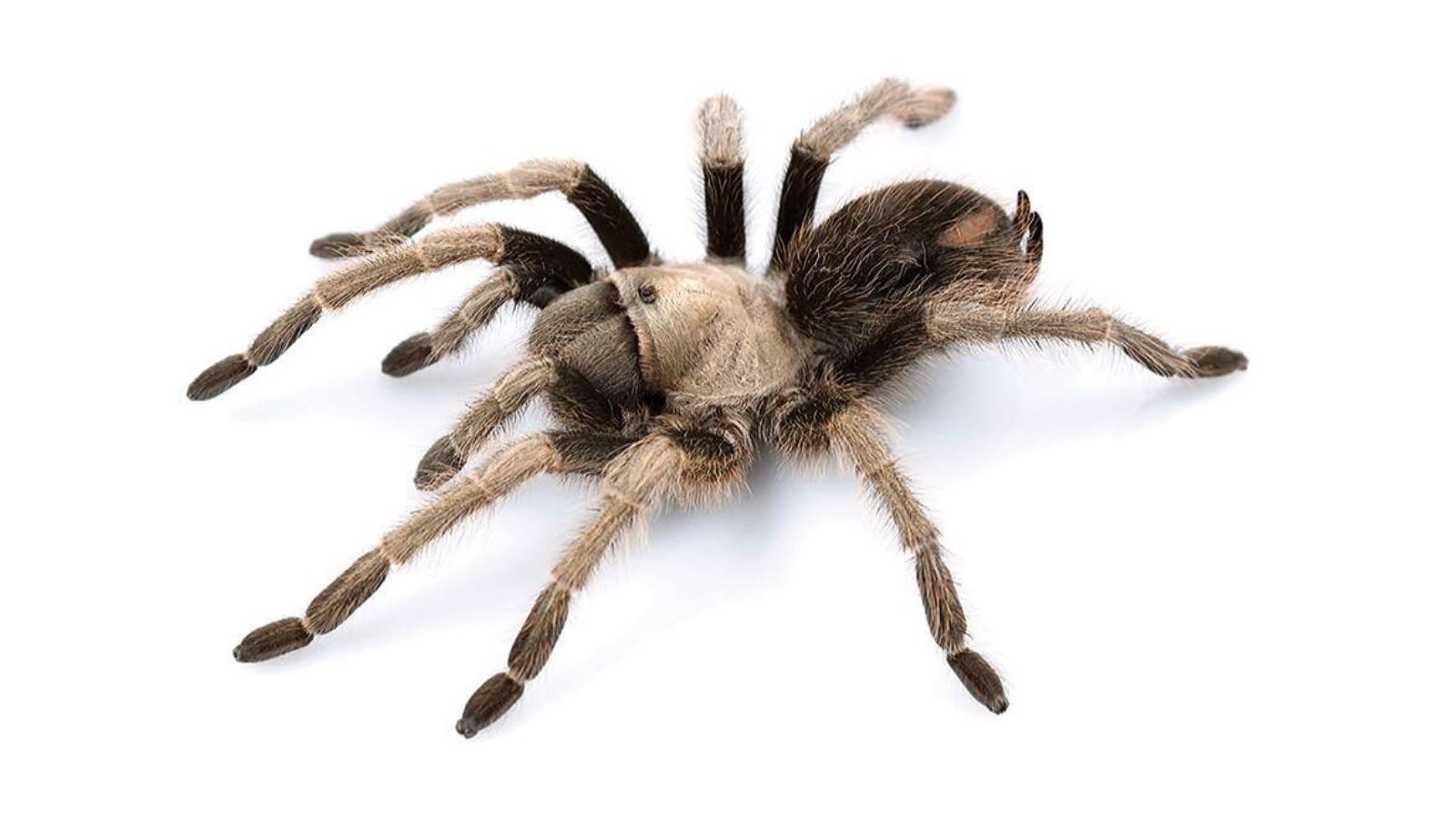 California ebony tarantula