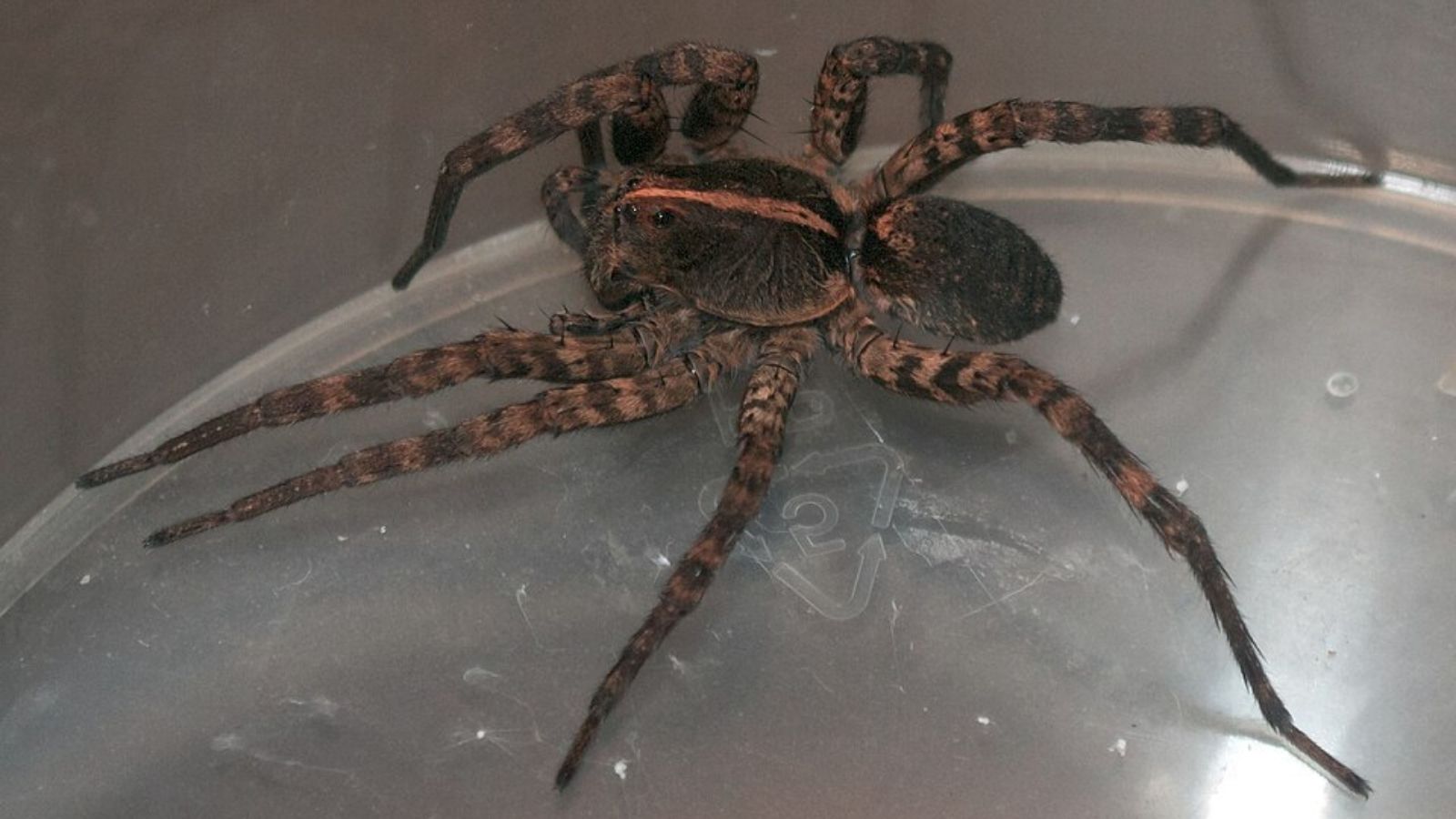 Carolina Wolf Spider