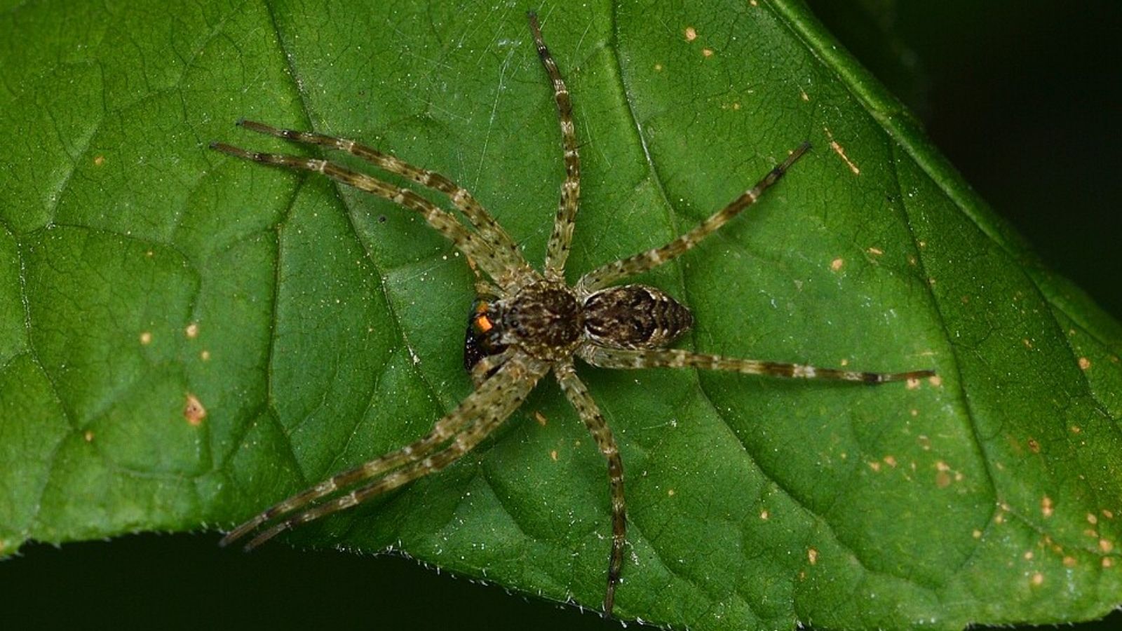 Dark fishing spider