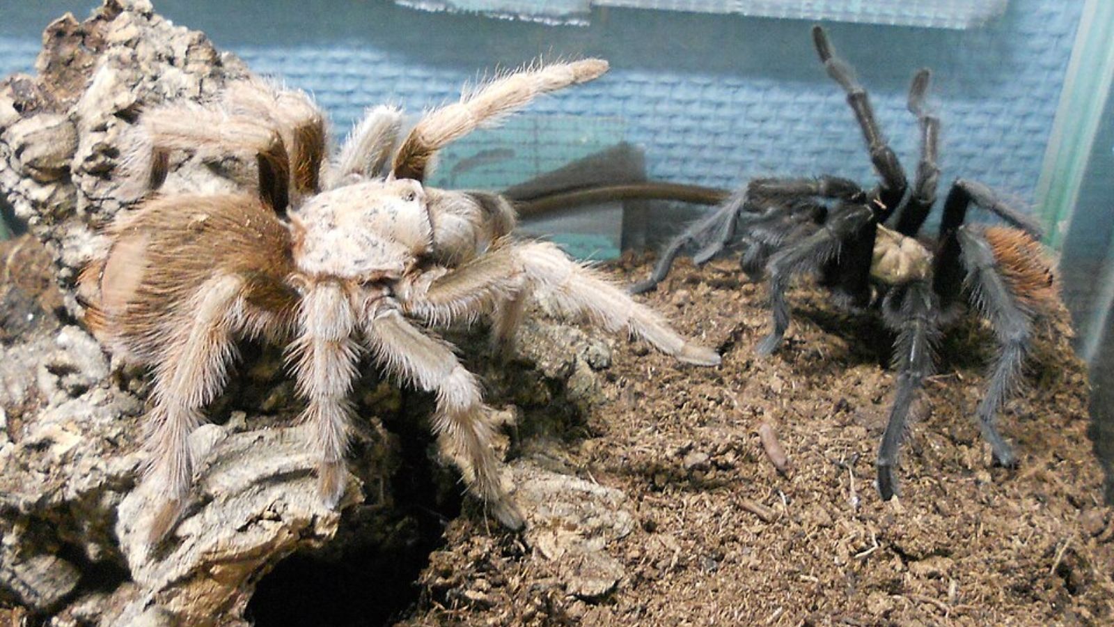 Desert Blonde Tarantula