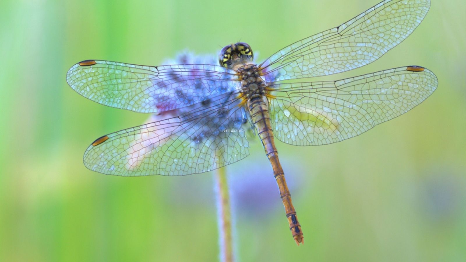 Dragonflies