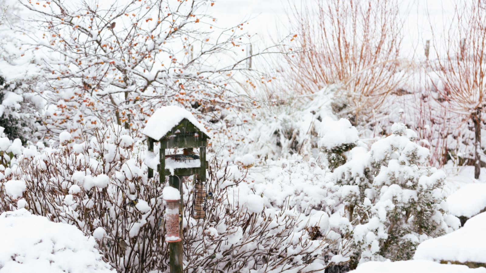 snow covered garden in the winter