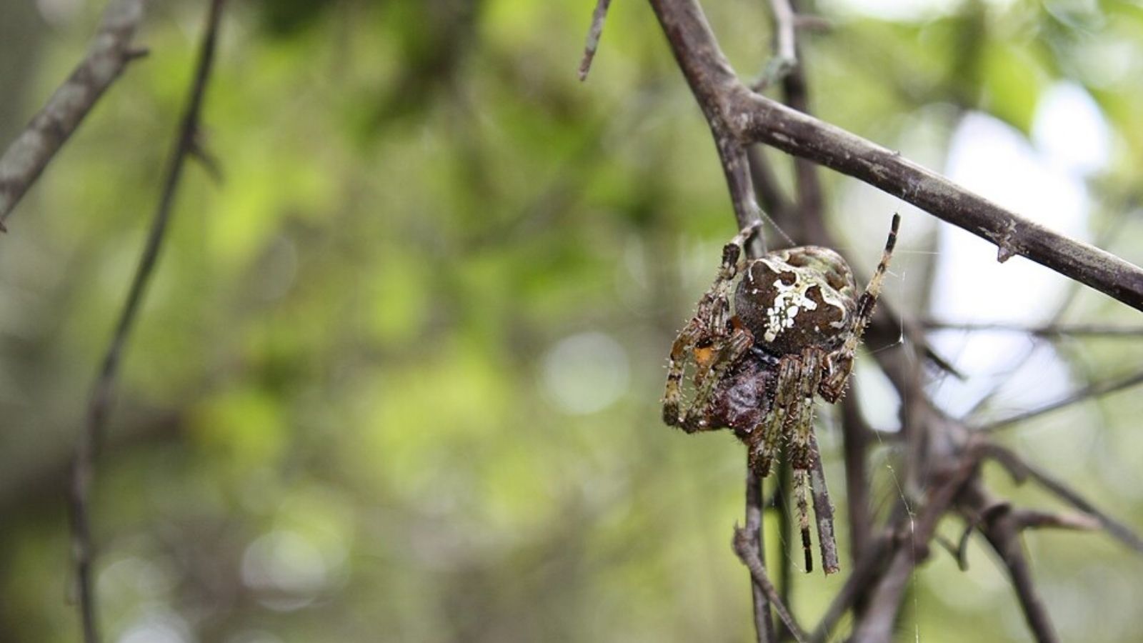 Giant lichen orb-weaver