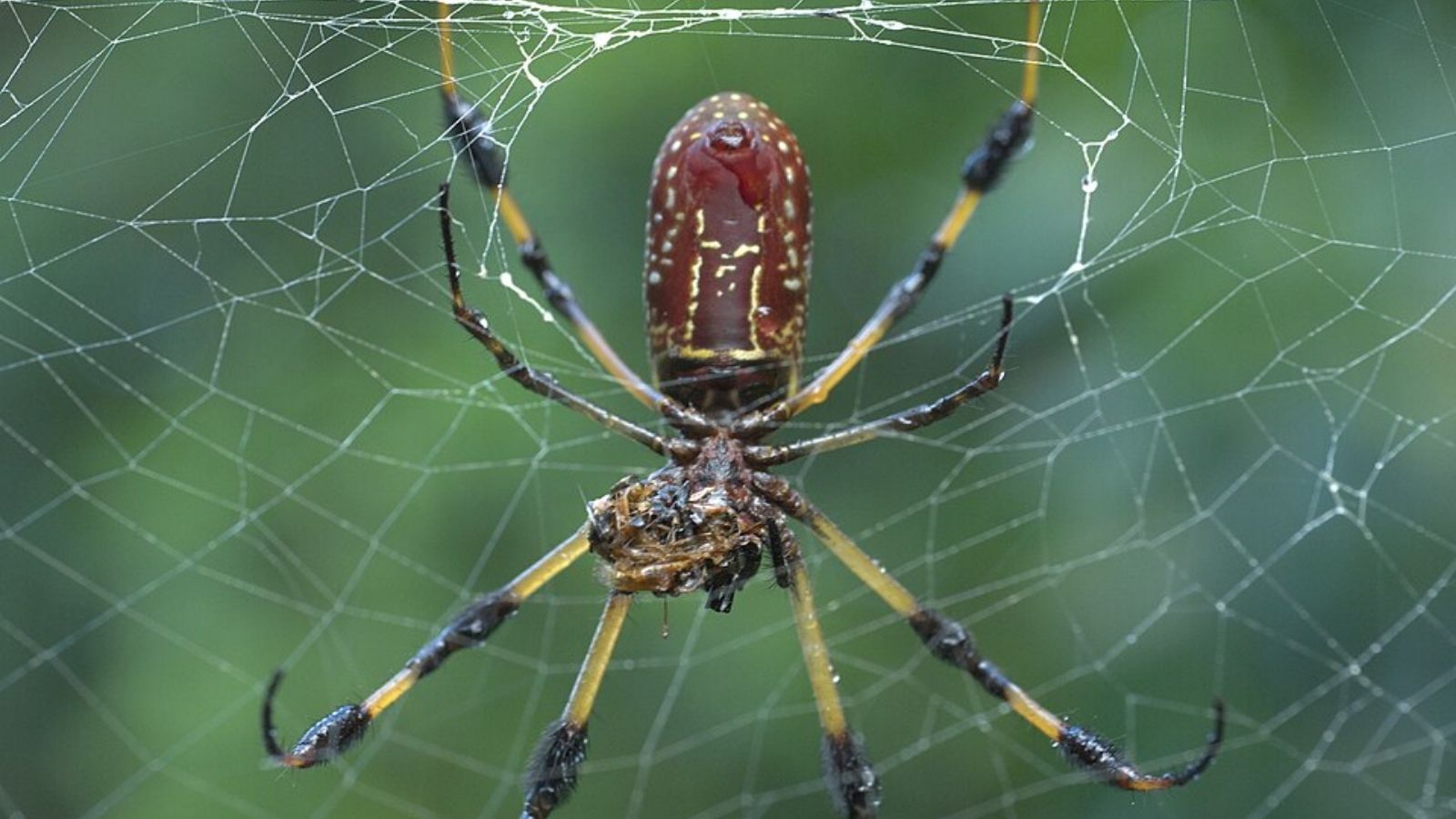 Golden silk orb-weaver
