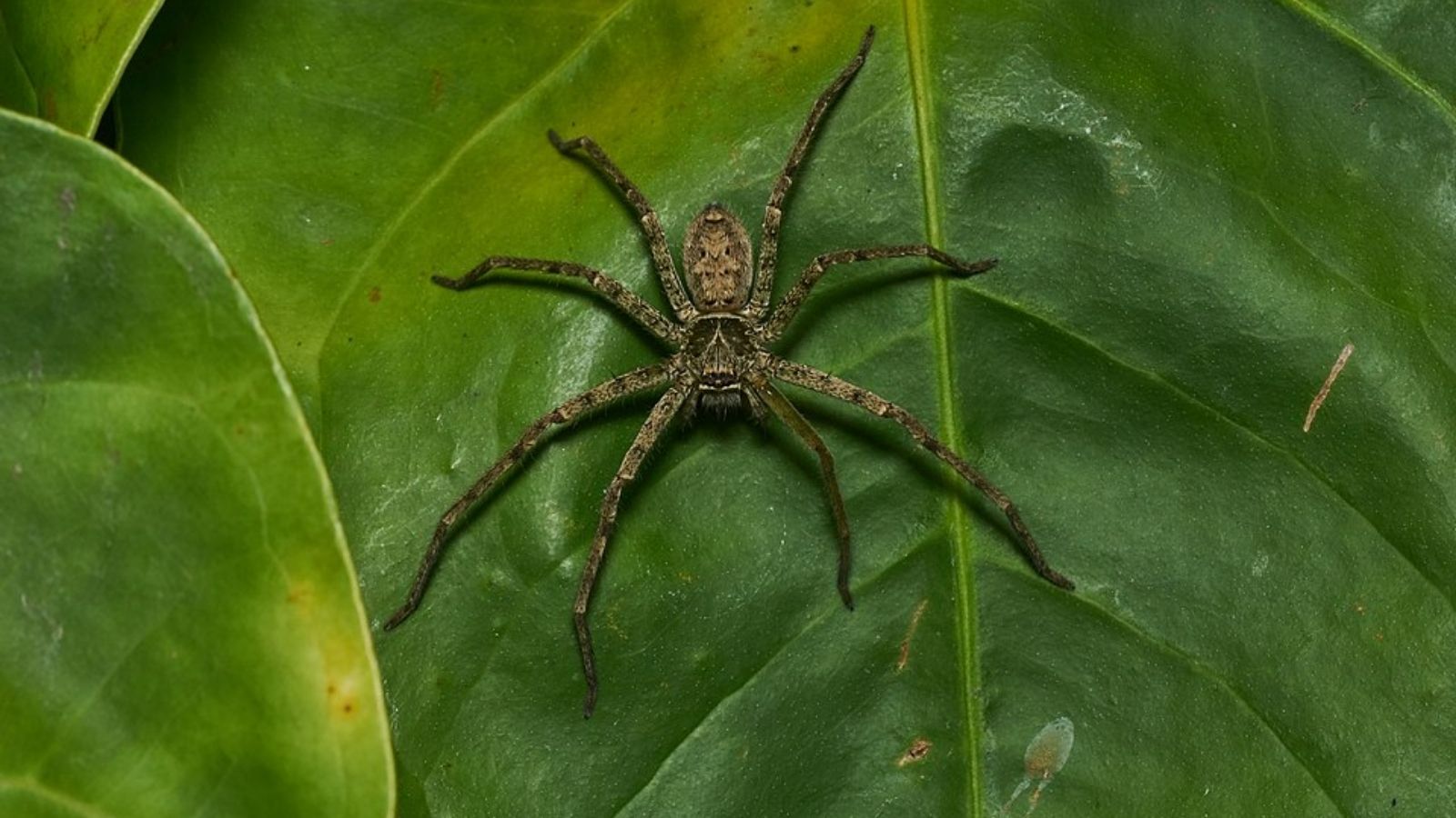 Pantropical Huntsman Spider
