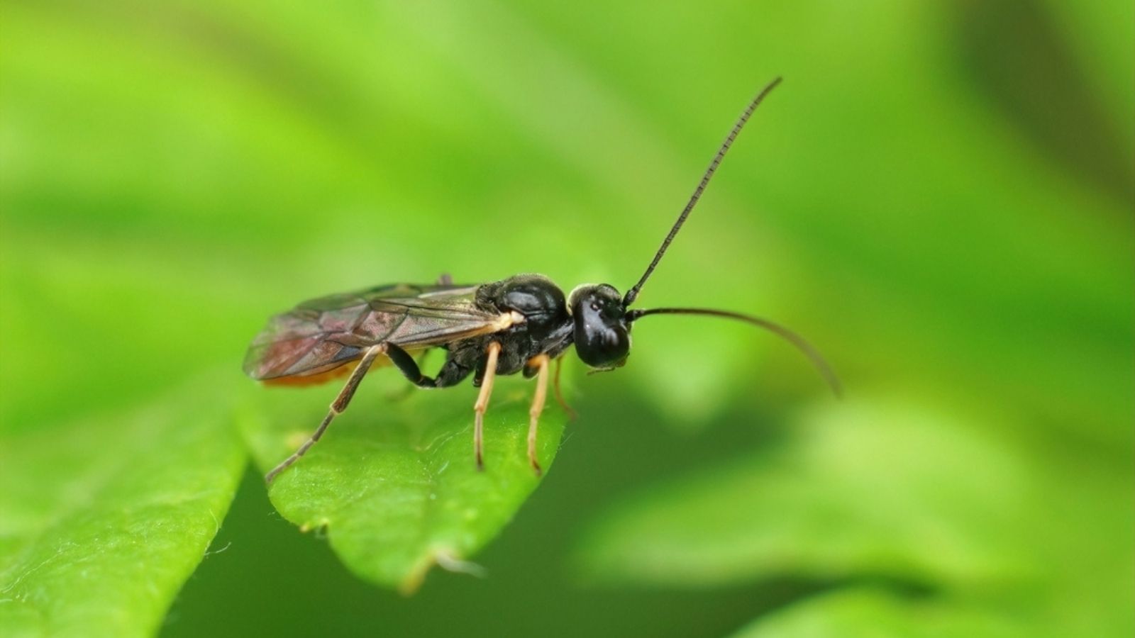 Parasitic wasp