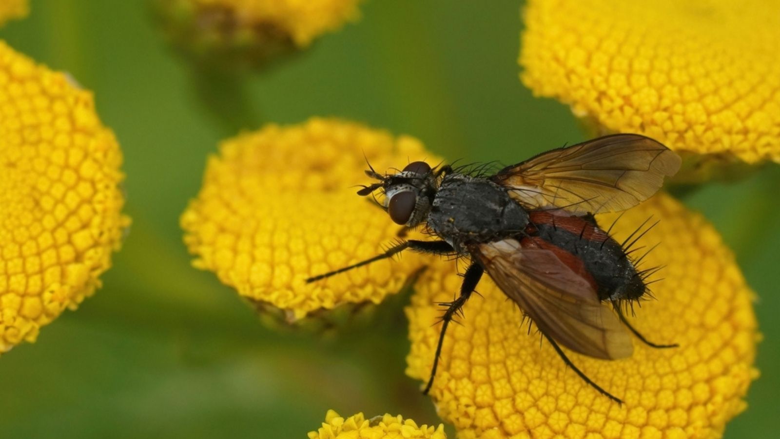 Tachinid flies