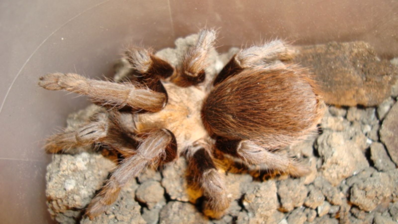 Texas Brown Tarantula