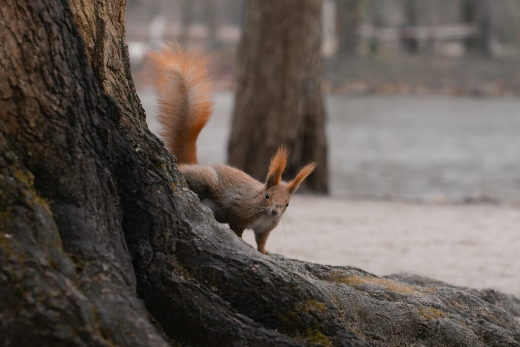 squirrel behind a tree