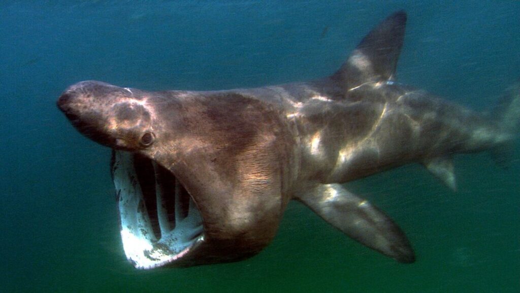 basking shark with open mouth
