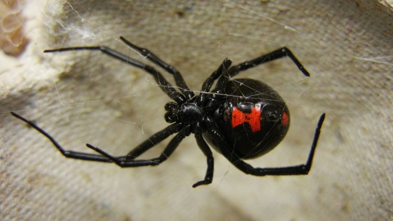 black widow