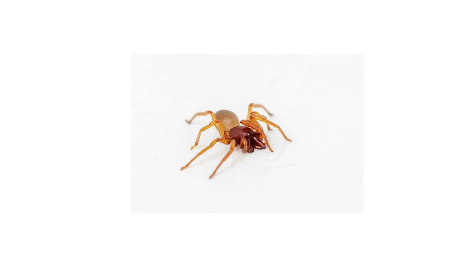 brown recluse