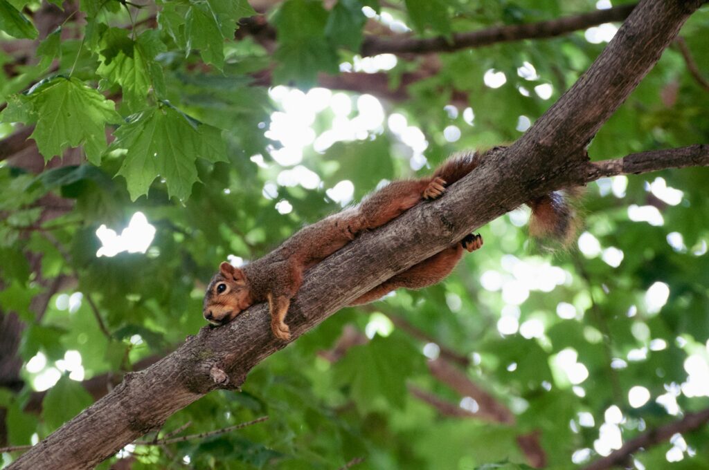 squirrel lying on a tree