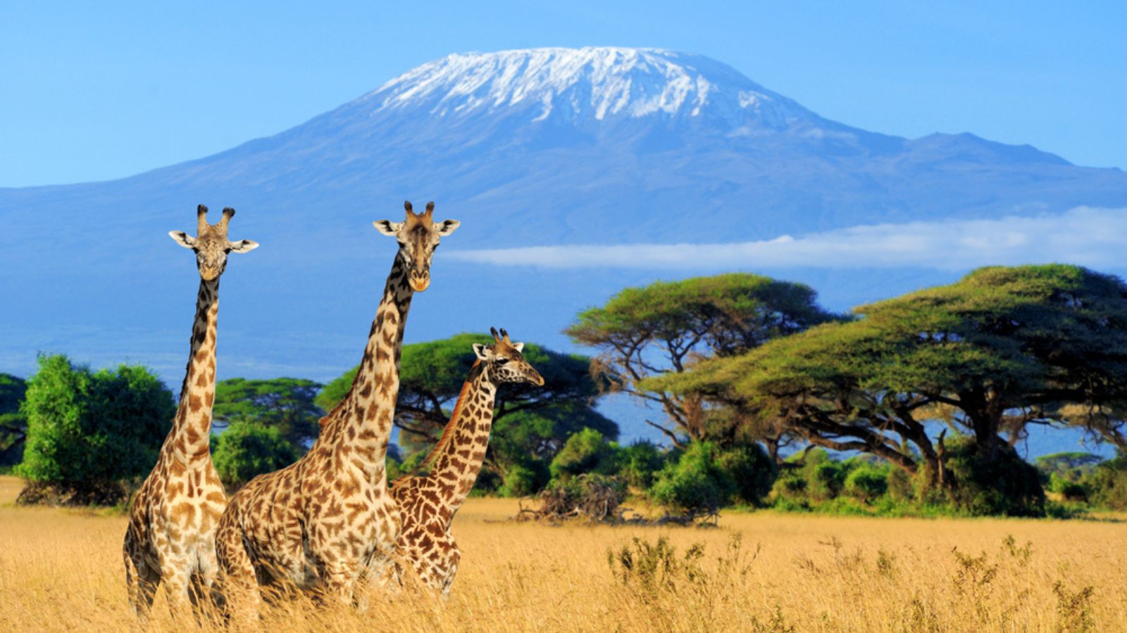 giraffe family