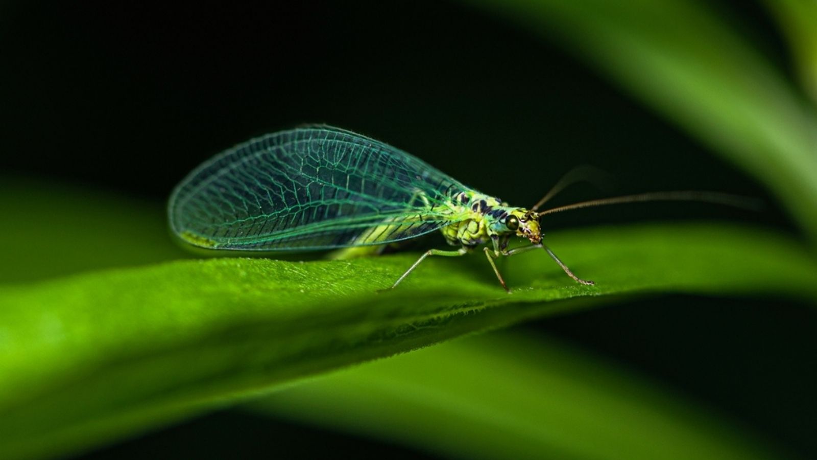 green lacewing