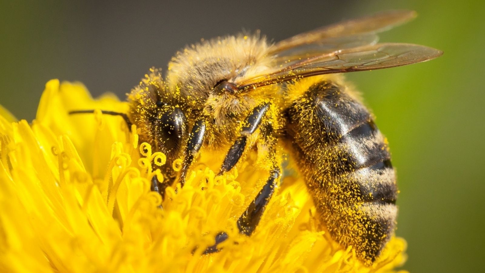 honey bee