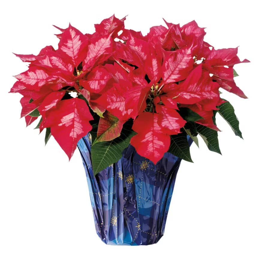 6" holiday poinsettias