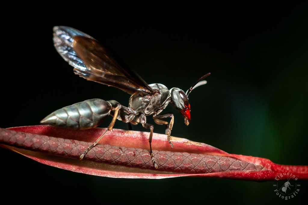 warrior wasp