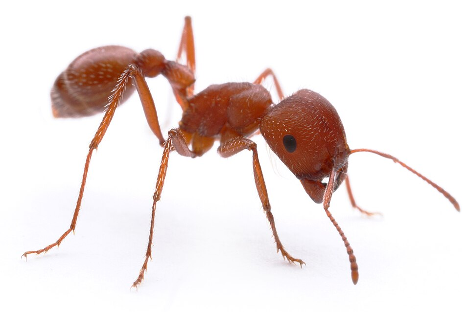 Maricopa harvester ant