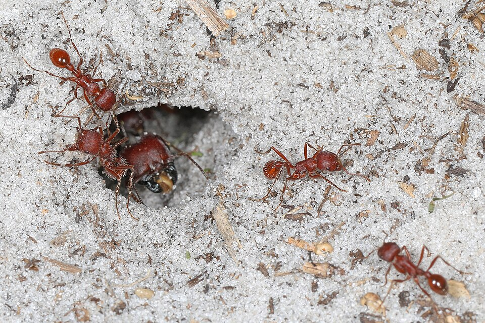 Florida harvester ant
