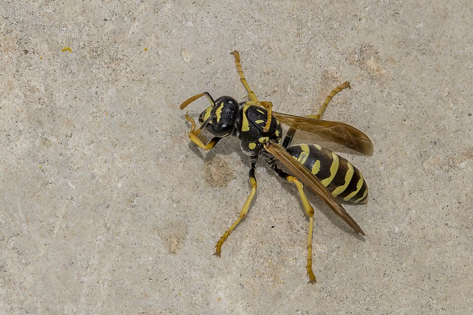 Paper Wasp