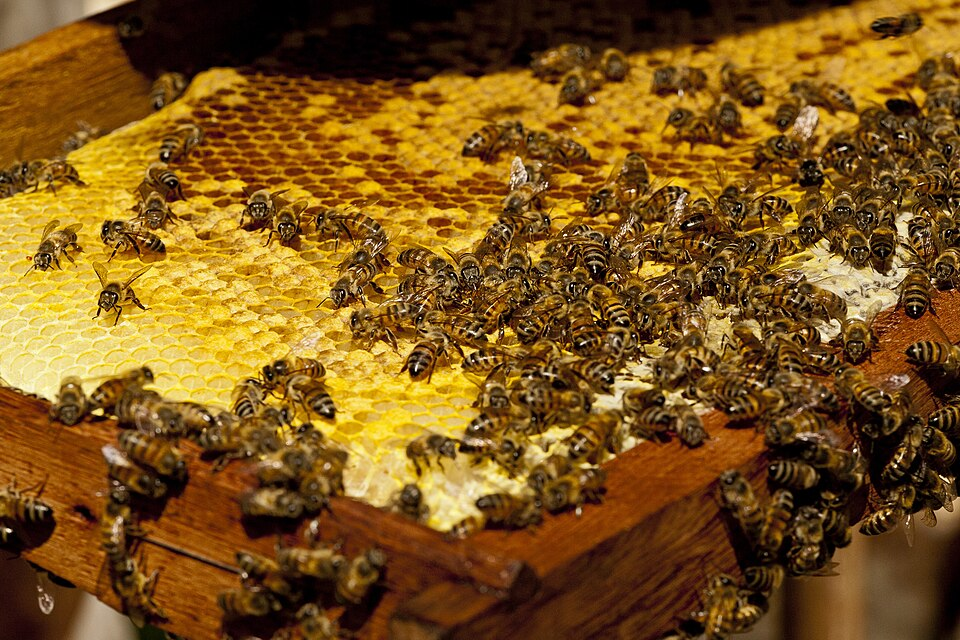 Africanized honey bee