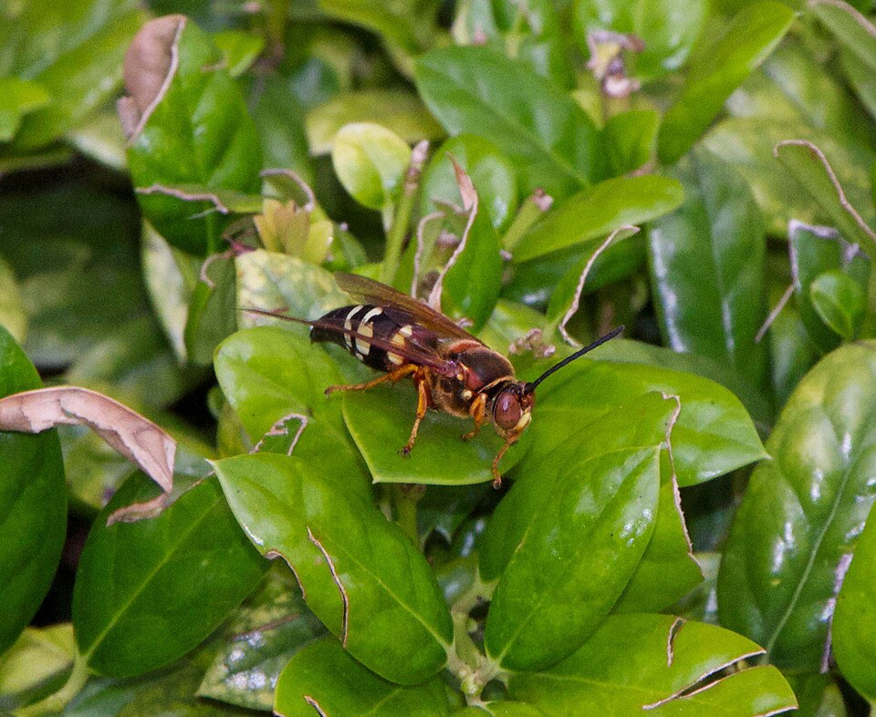 Cicada killer wasp